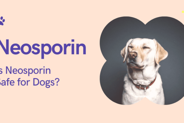 Can I use Neosporin on my dog? What Every Pet Owner Should Know