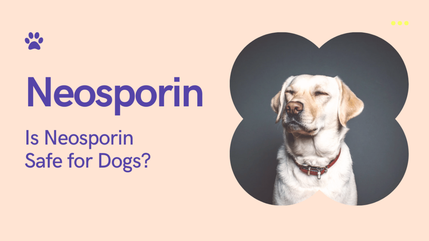 Can I use Neosporin on my dog? What Every Pet Owner Should Know