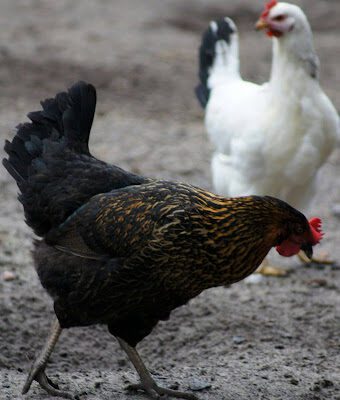 black and white chickens