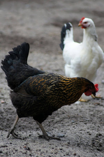 black and white chickens